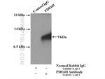 PDE6H Antibody in Immunoprecipitation (IP)