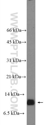 PDE6H Antibody in Western Blot (WB)