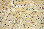 ZNF174 Antibody in Immunohistochemistry (Paraffin) (IHC (P))