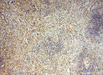 ZNF174 Antibody in Immunohistochemistry (Paraffin) (IHC (P))