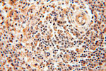 ZNF174 Antibody in Immunohistochemistry (Paraffin) (IHC (P))
