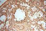 ZNF174 Antibody in Immunohistochemistry (Paraffin) (IHC (P))