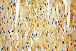 ZNF174 Antibody in Immunohistochemistry (Paraffin) (IHC (P))