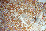 ZNF174 Antibody in Immunohistochemistry (Paraffin) (IHC (P))