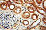 ZNF174 Antibody in Immunohistochemistry (Paraffin) (IHC (P))