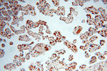 ZNF174 Antibody in Immunohistochemistry (Paraffin) (IHC (P))