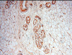 ZNF174 Antibody in Immunohistochemistry (Paraffin) (IHC (P))