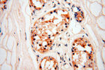 ZNF174 Antibody in Immunohistochemistry (Paraffin) (IHC (P))