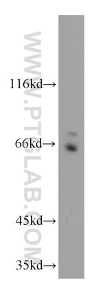 AXUD1 Antibody in Western Blot (WB)