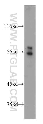 AXUD1 Antibody in Western Blot (WB)