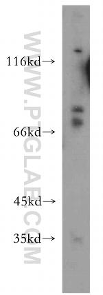AXUD1 Antibody in Western Blot (WB)