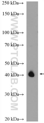 WISP1 Antibody in Western Blot (WB)