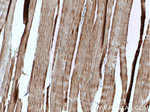 AMPK alpha 2 Antibody in Immunohistochemistry (Paraffin) (IHC (P))