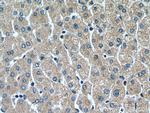 RETN Antibody in Immunohistochemistry (Paraffin) (IHC (P))