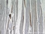 RBM24 Antibody in Immunohistochemistry (Paraffin) (IHC (P))