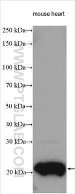RBM24 Antibody in Western Blot (WB)