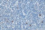 Mast Cell Chymase Antibody in Immunohistochemistry (Paraffin) (IHC (P))