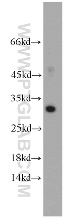 Mast Cell Chymase Antibody in Western Blot (WB)