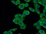 LACTB Antibody in Immunocytochemistry (ICC/IF)