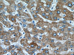 LACTB Antibody in Immunohistochemistry (Paraffin) (IHC (P))