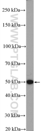 LACTB Antibody in Western Blot (WB)