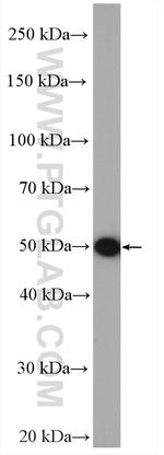 LACTB Antibody in Western Blot (WB)