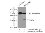 Histone H1 Antibody in Immunoprecipitation (IP)