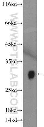 Histone H1 Antibody in Western Blot (WB)