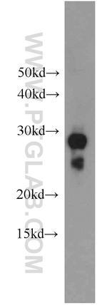 Histone H1 Antibody in Western Blot (WB)