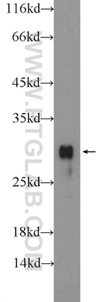 Histone H1 Antibody in Western Blot (WB)