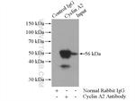 Cyclin A2 Antibody in Immunoprecipitation (IP)
