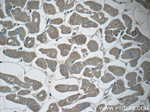 PPM1L Antibody in Immunohistochemistry (Paraffin) (IHC (P))