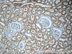 PPM1L Antibody in Immunohistochemistry (Paraffin) (IHC (P))