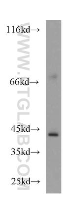 PPM1L Antibody in Western Blot (WB)