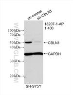 CBLN1 Antibody in Western Blot (WB)