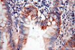 CCL28 Antibody in Immunohistochemistry (Paraffin) (IHC (P))
