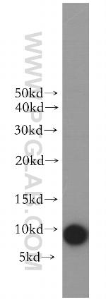 CCL28 Antibody in Western Blot (WB)