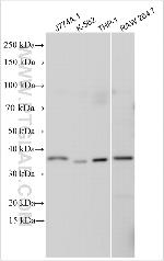 GNG13 Antibody in Western Blot (WB)