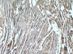 GRM8 Antibody in Immunohistochemistry (Paraffin) (IHC (P))
