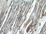 GRM8 Antibody in Immunohistochemistry (Paraffin) (IHC (P))