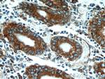 PDIA6 Antibody in Immunohistochemistry (Paraffin) (IHC (P))
