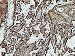 TRPC6 Antibody in Immunohistochemistry (Paraffin) (IHC (P))