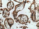 TRPC6 Antibody in Immunohistochemistry (Paraffin) (IHC (P))