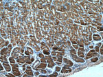 TM4SF5 Antibody in Immunohistochemistry (Paraffin) (IHC (P))