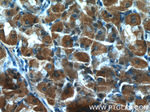 TM4SF5 Antibody in Immunohistochemistry (Paraffin) (IHC (P))