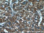 TM4SF5 Antibody in Immunohistochemistry (Paraffin) (IHC (P))
