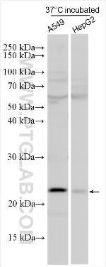 CLEC5A Antibody in Western Blot (WB)