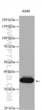 AKR1B10 Antibody in Western Blot (WB)