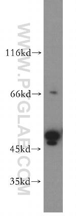 TRMT5 Antibody in Western Blot (WB)