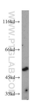 CHN2 Antibody in Western Blot (WB)